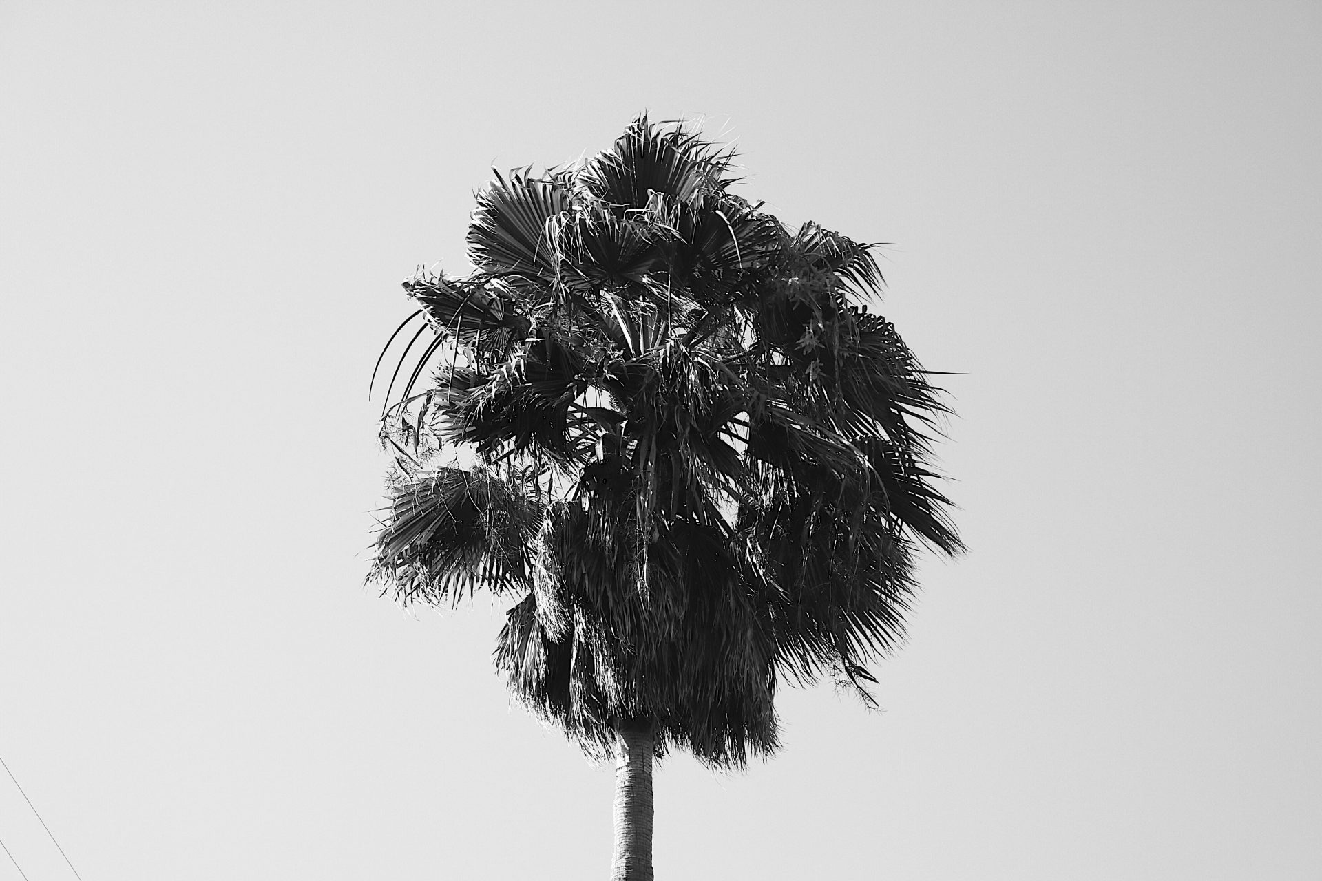 grayscale photo of tree during daytime