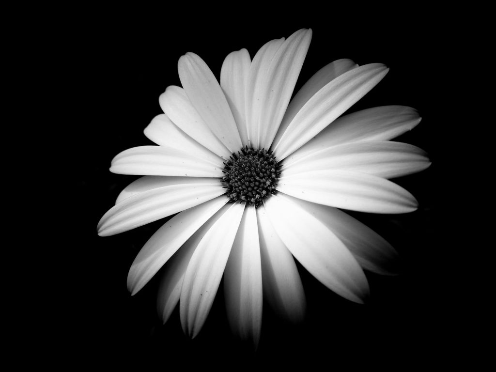a black and white photo of a flower